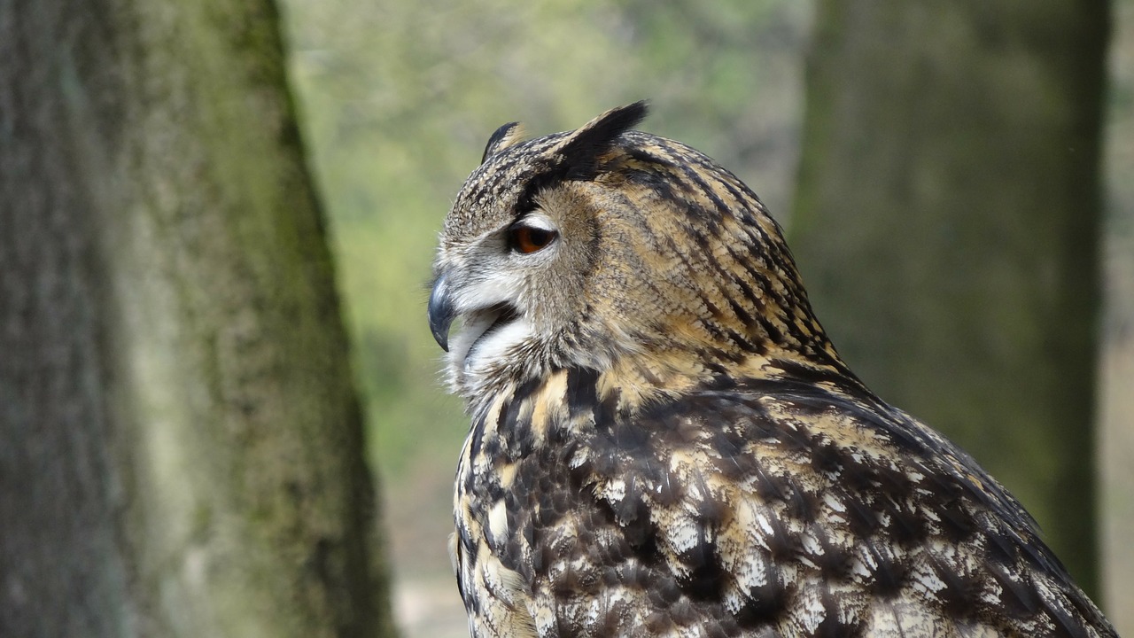 owl eagle owl forest free photo