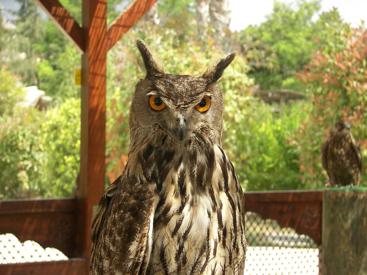 owl animal zoo free photo