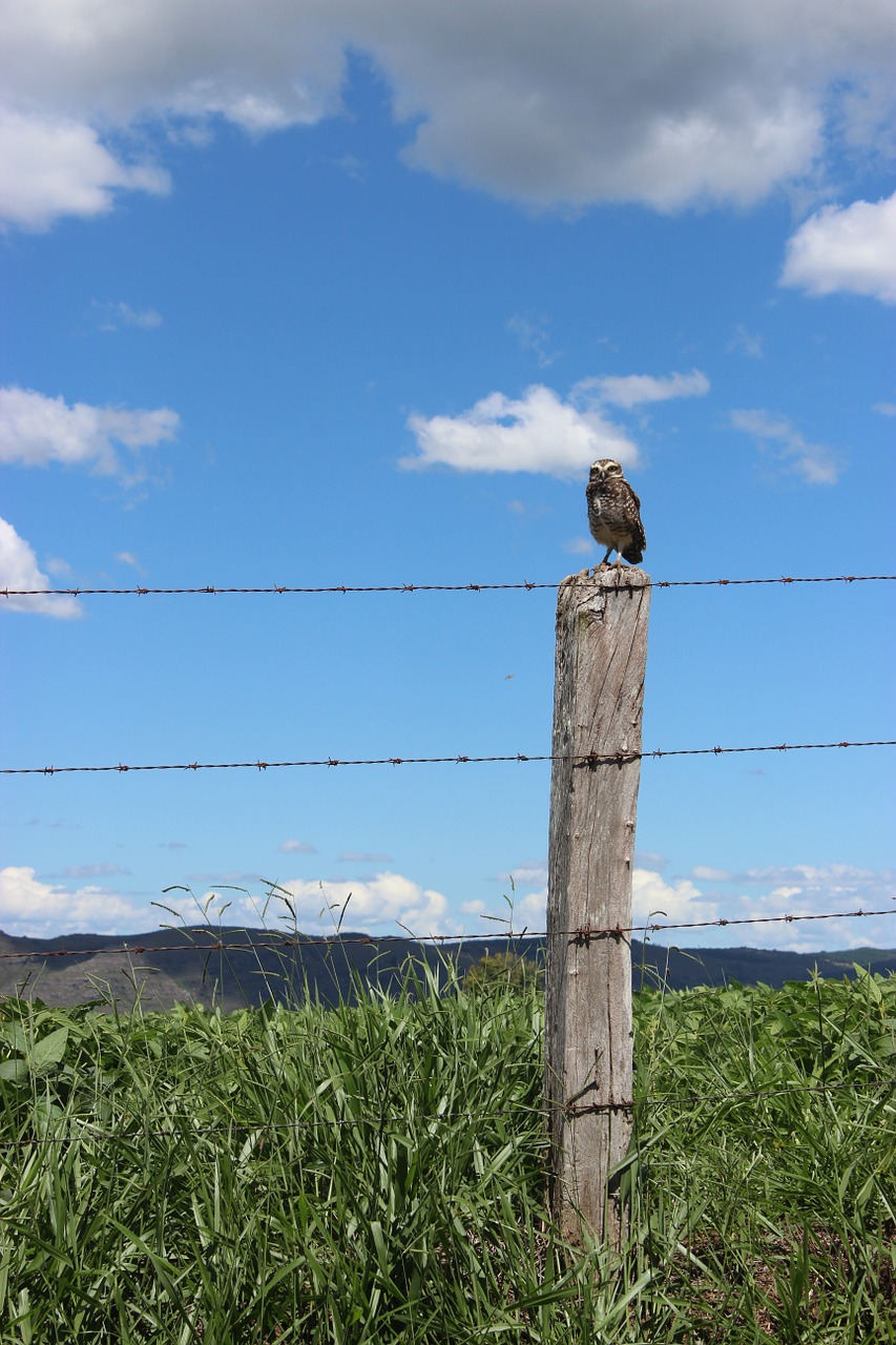 owl nature bird free photo