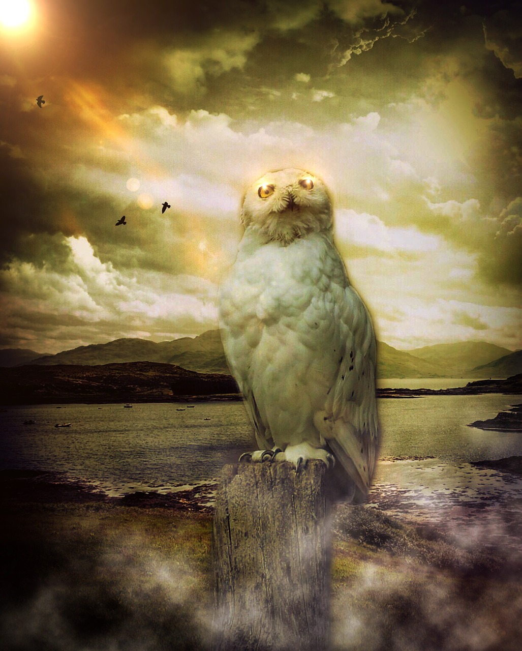 owl mystical sky free photo
