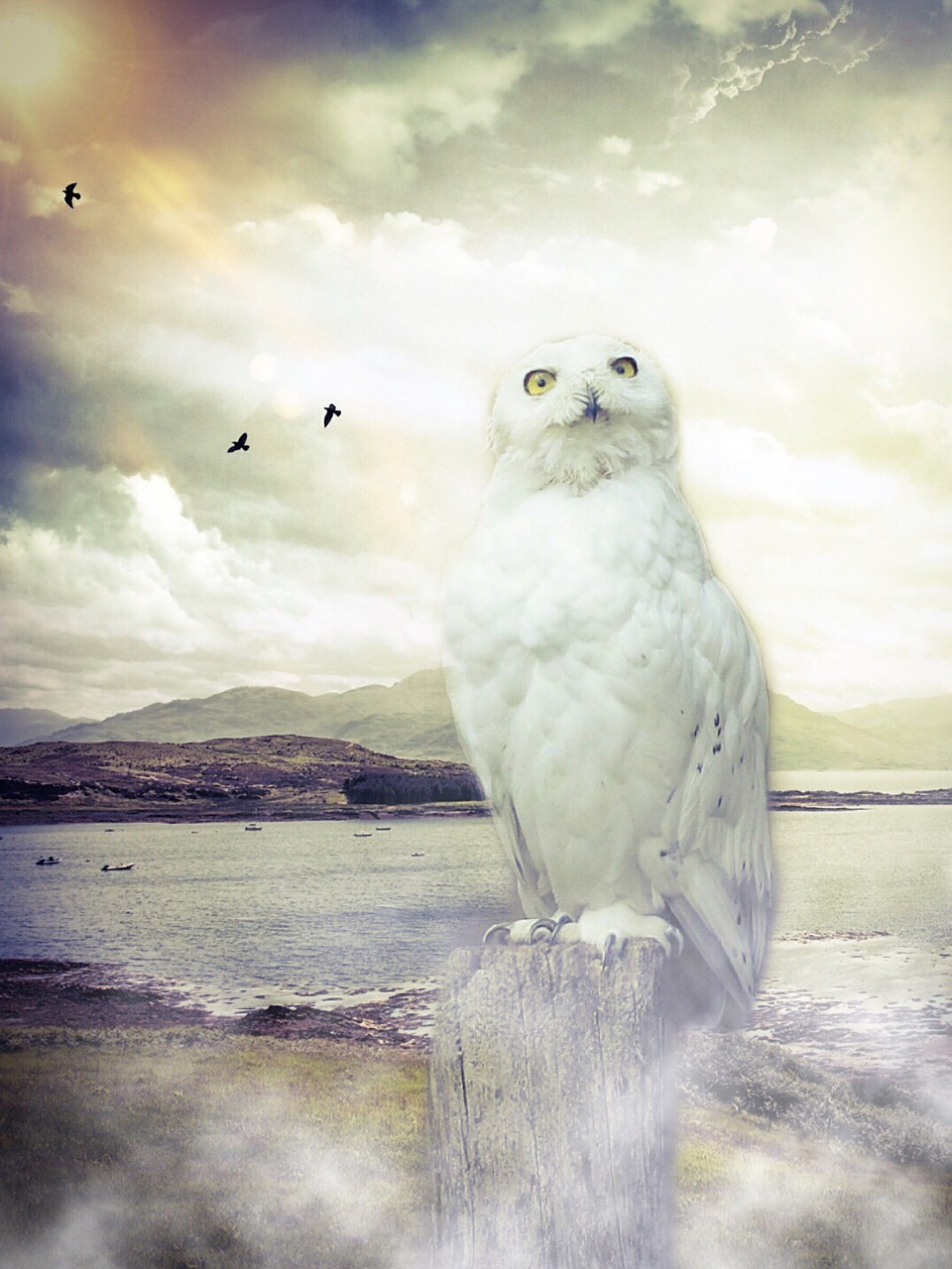 owl barn owl enchanted free photo