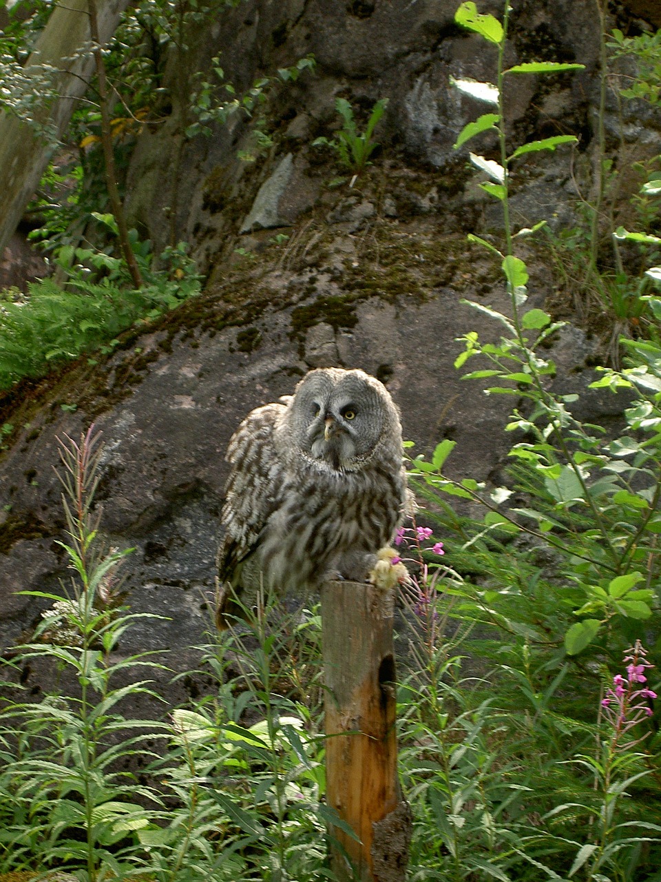 owl nature wildlife free photo