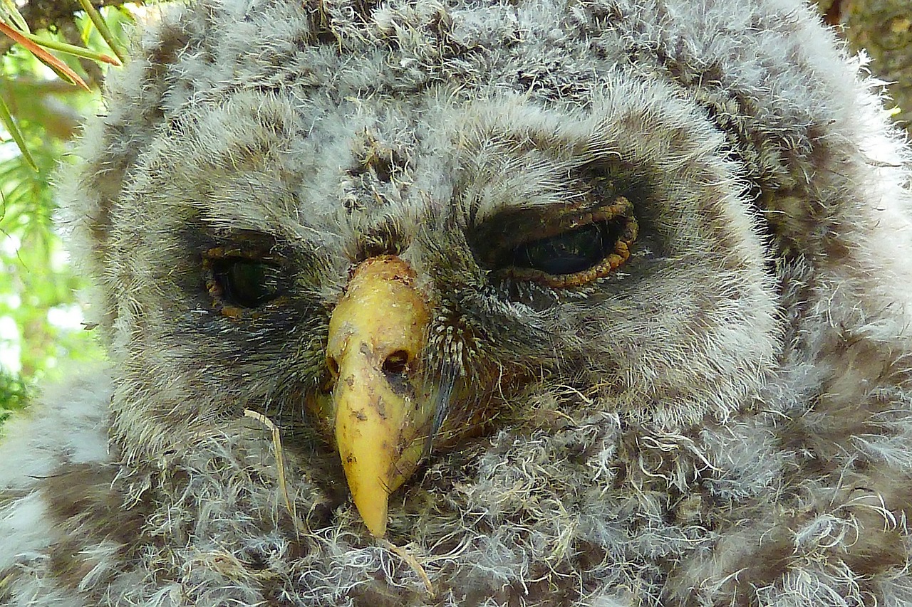 owl chick feather free photo