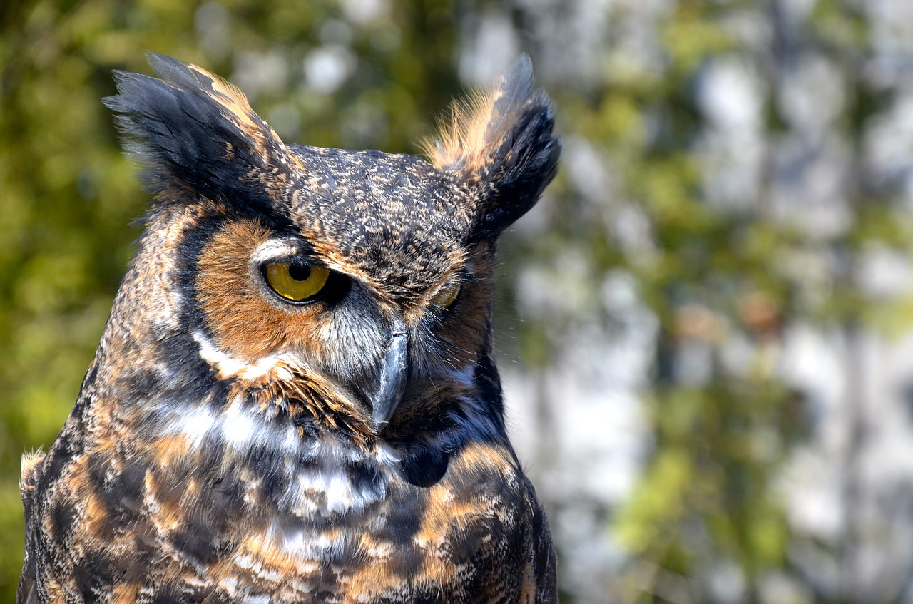 owl bird ave free photo