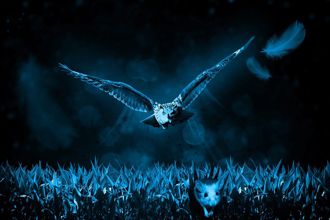 owl mouse hunt free photo