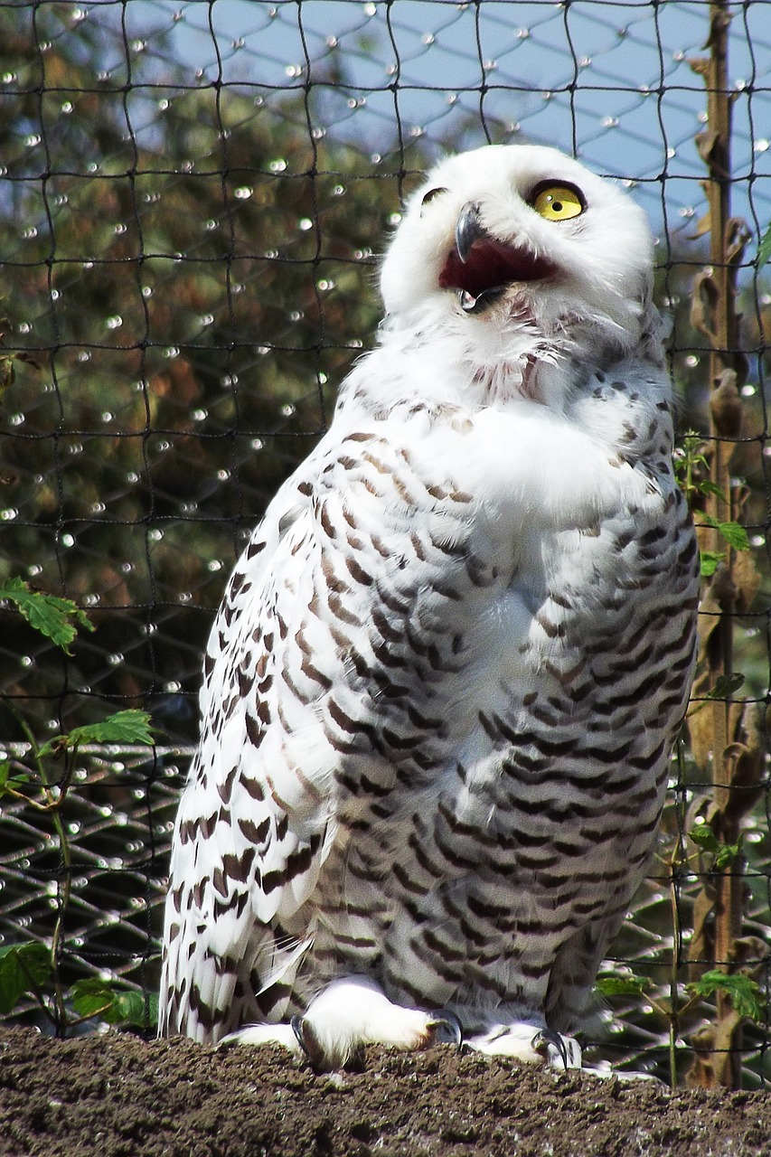 owl white predator free photo