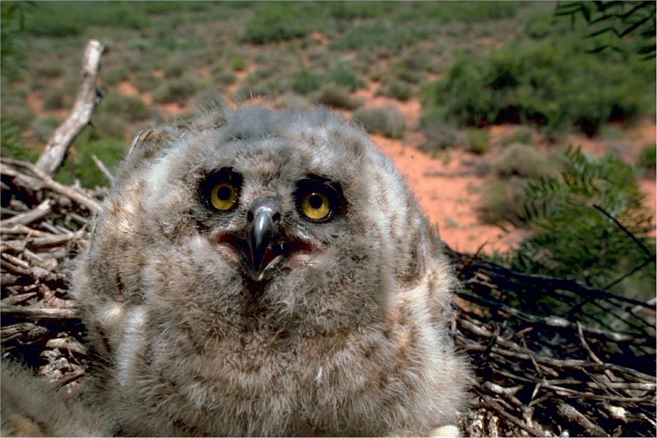owl great horned baby free photo