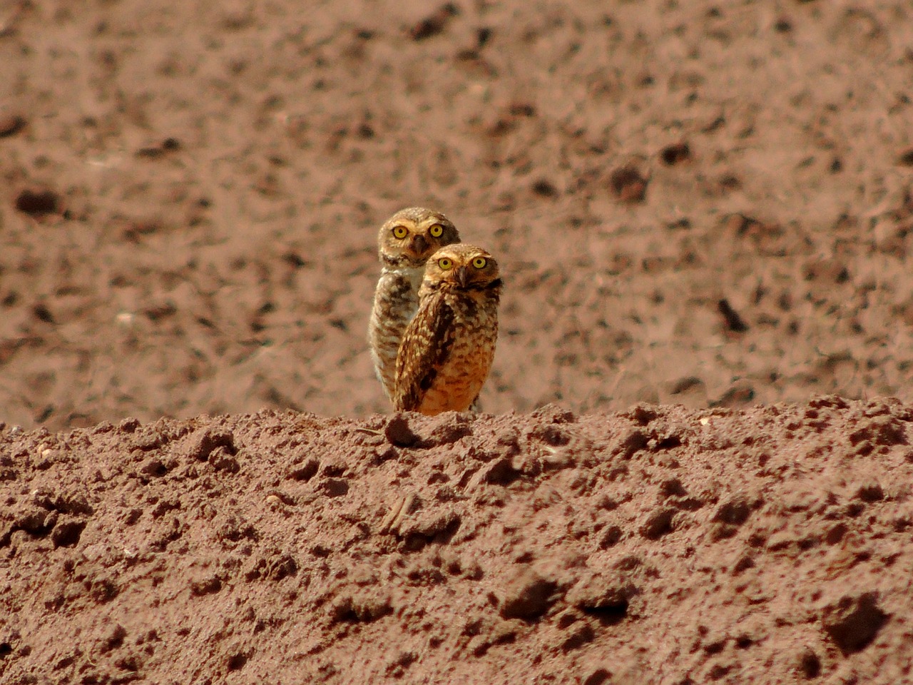 owl bird nature free photo