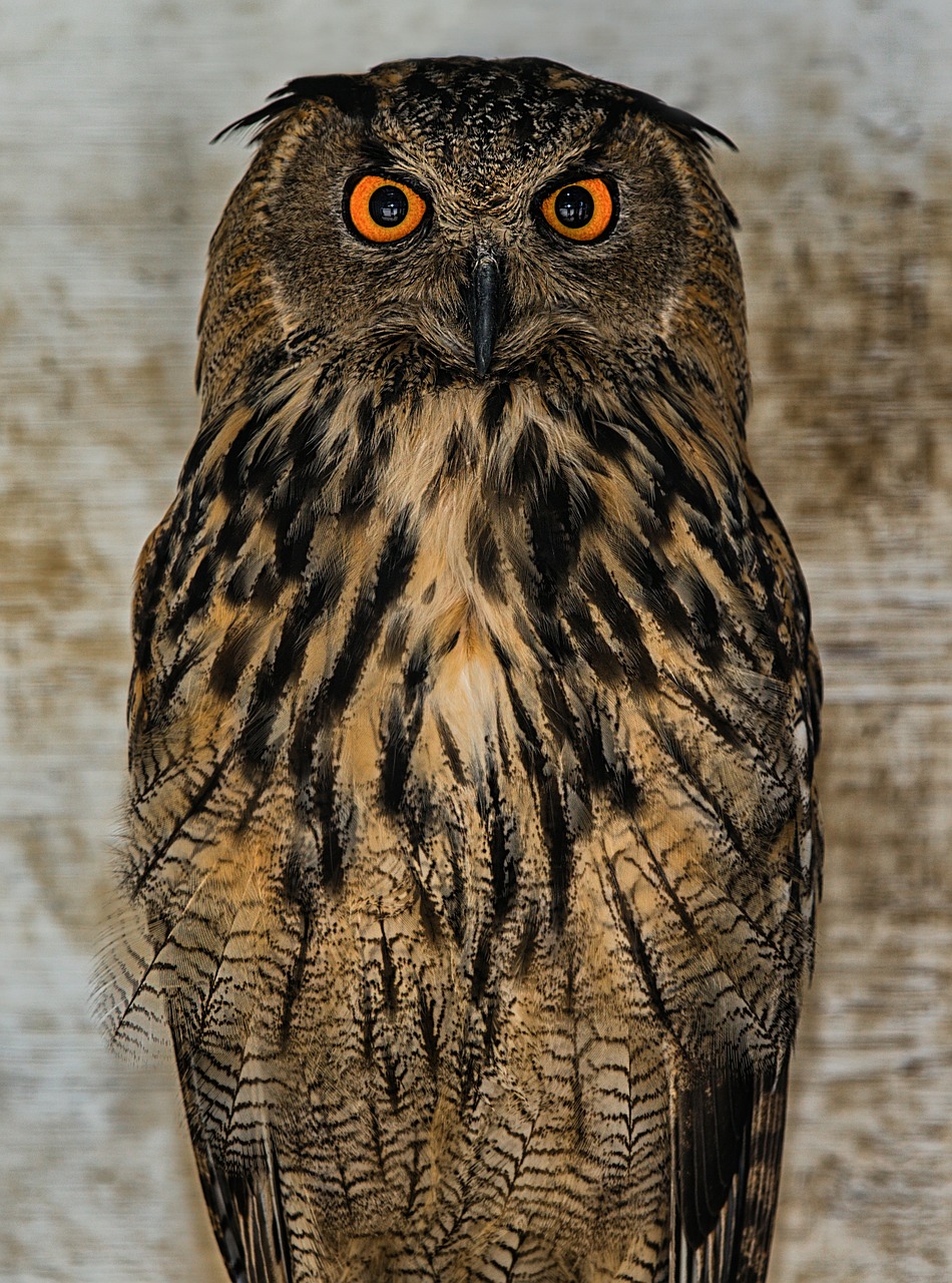 owl bird nocturne free photo