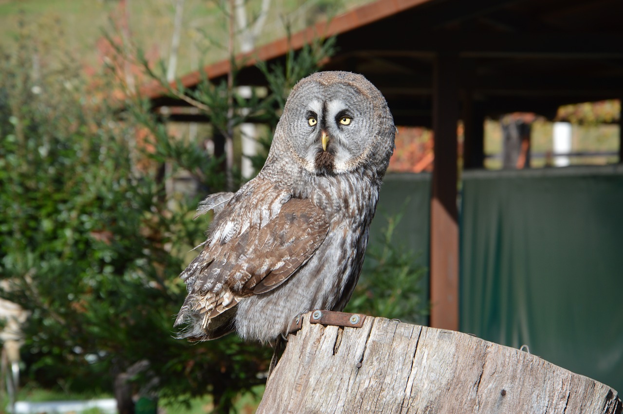 owl bird night free photo