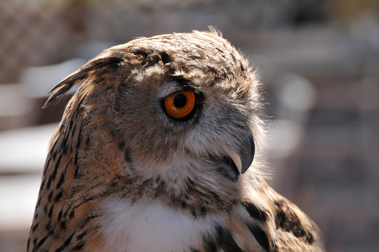 owl grand duke raptor free photo