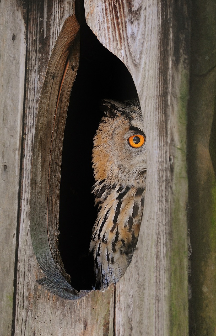 owl nocturnal curious free photo