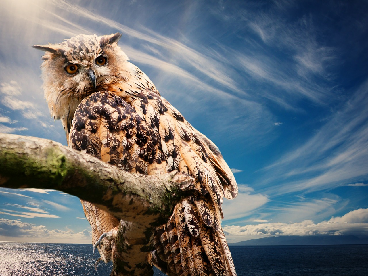 owl nature sky free photo