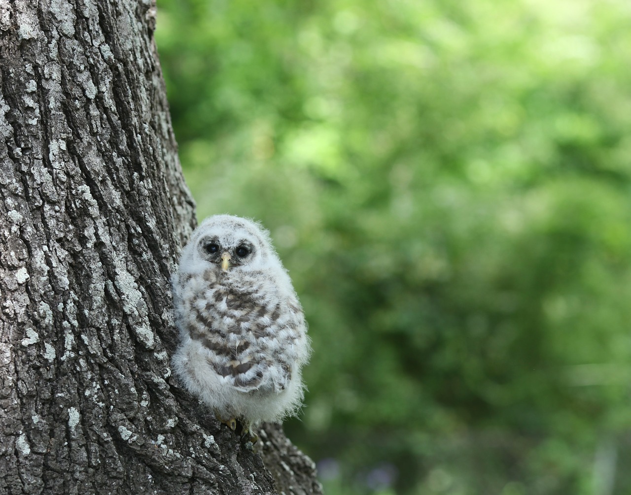 owl owlette bird free photo