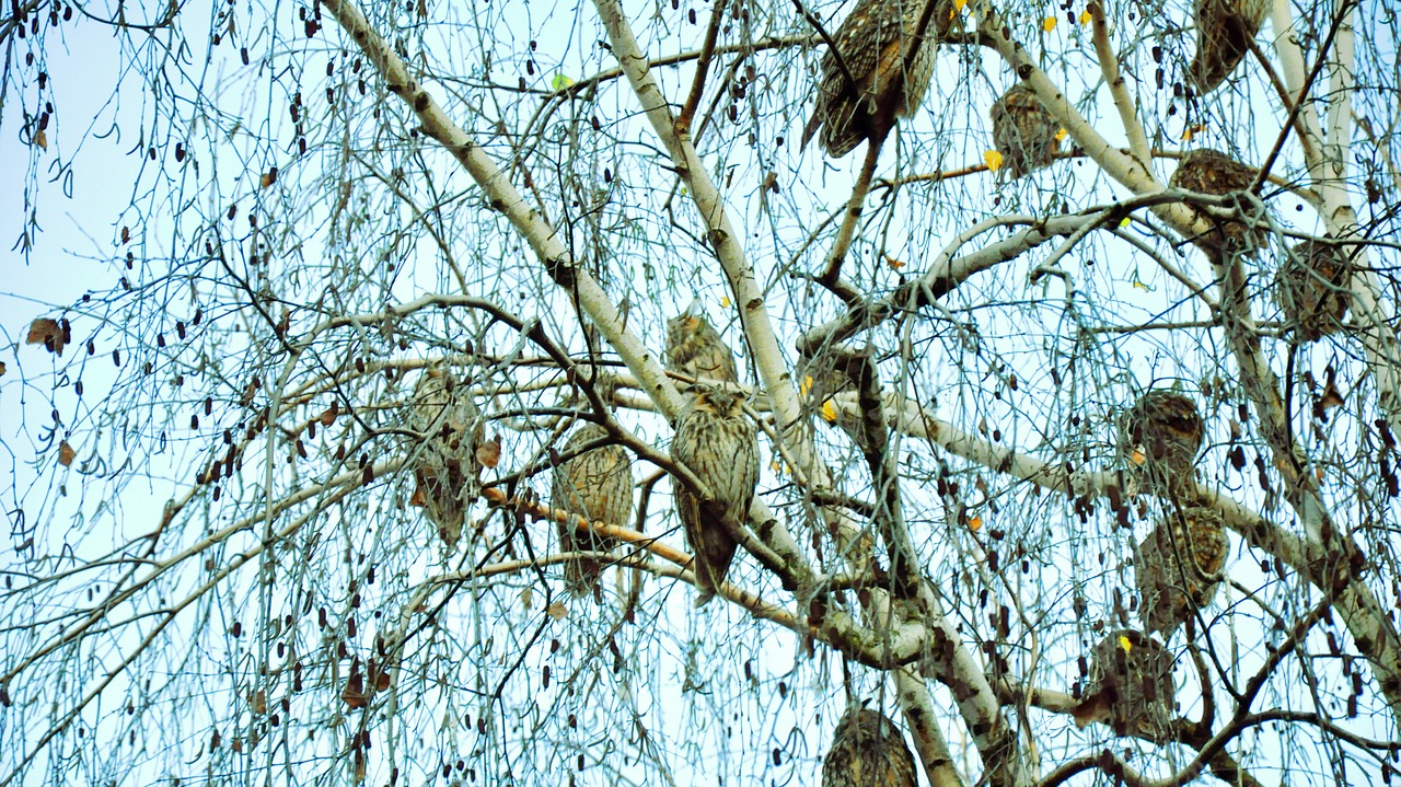 owl birds trees free photo
