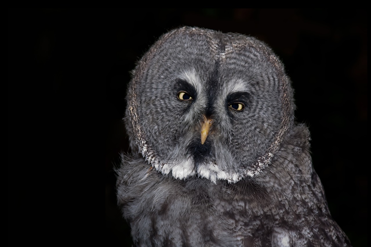 owl bird eagle owl free photo