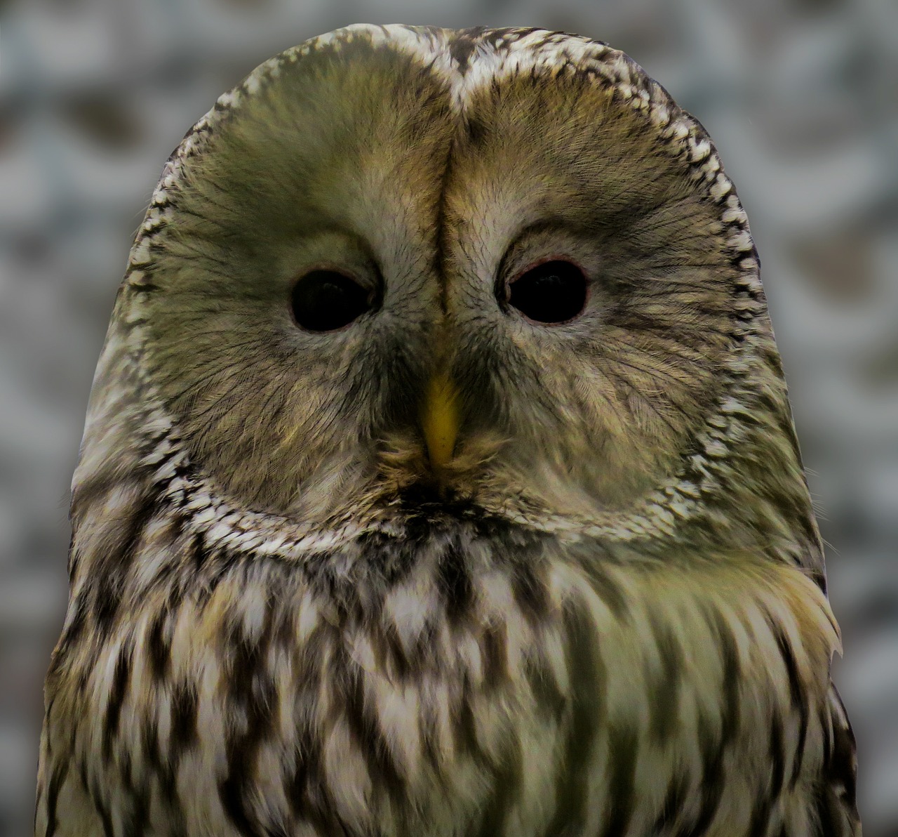 owl ural owl bird free photo