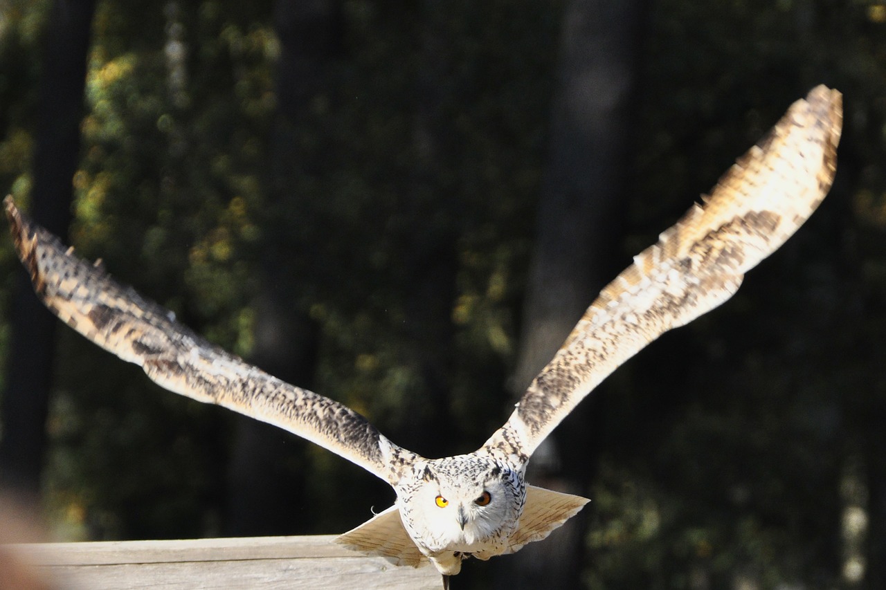 owl eagle owl flight free photo