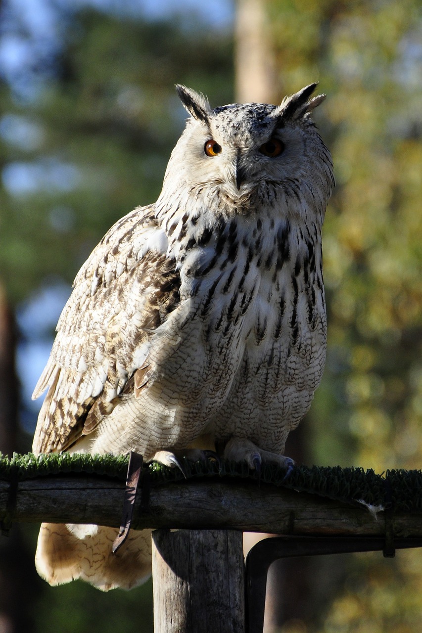 owl eagle owl raptor free photo