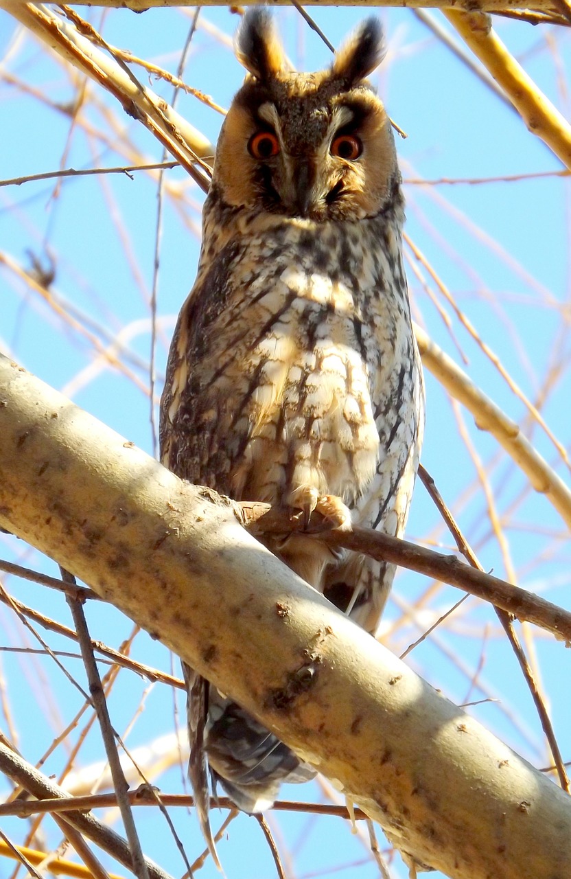 owl birds tree free photo