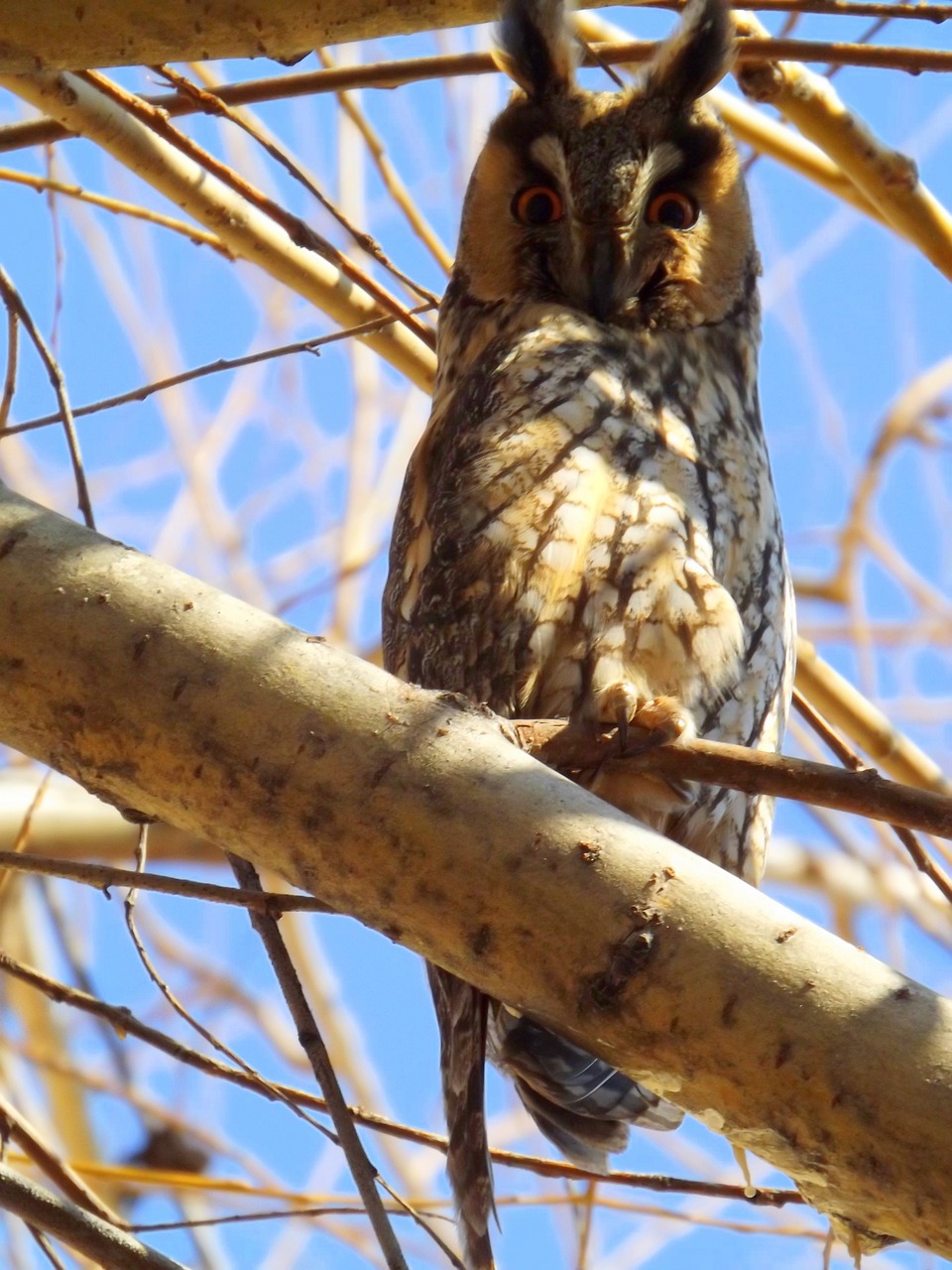 owl birds tree free photo