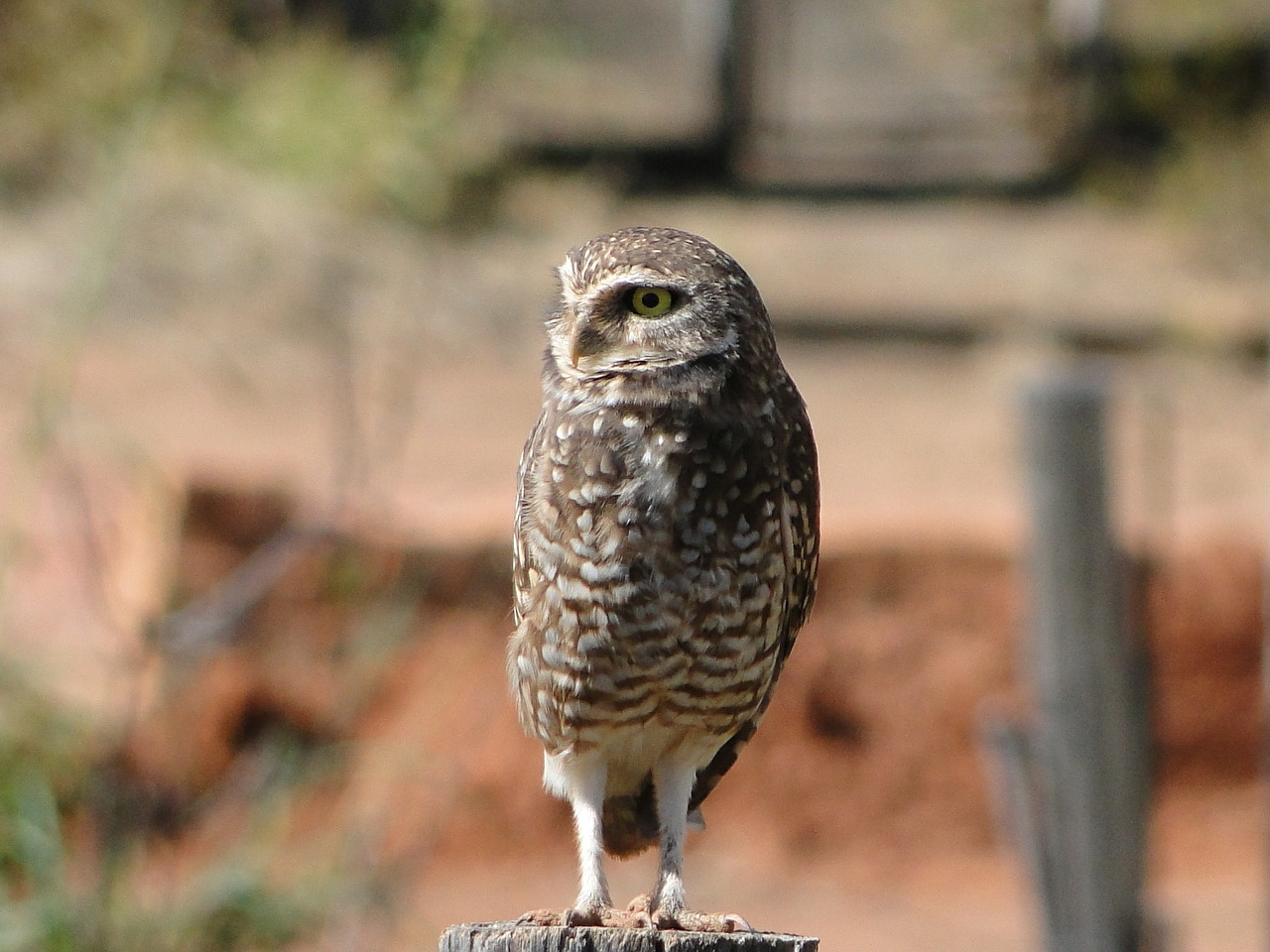 owl animal nature free photo