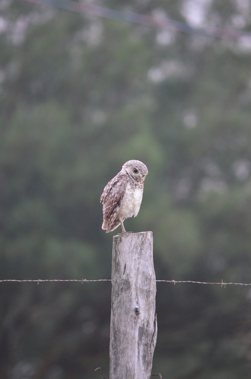 owl environment animals free photo