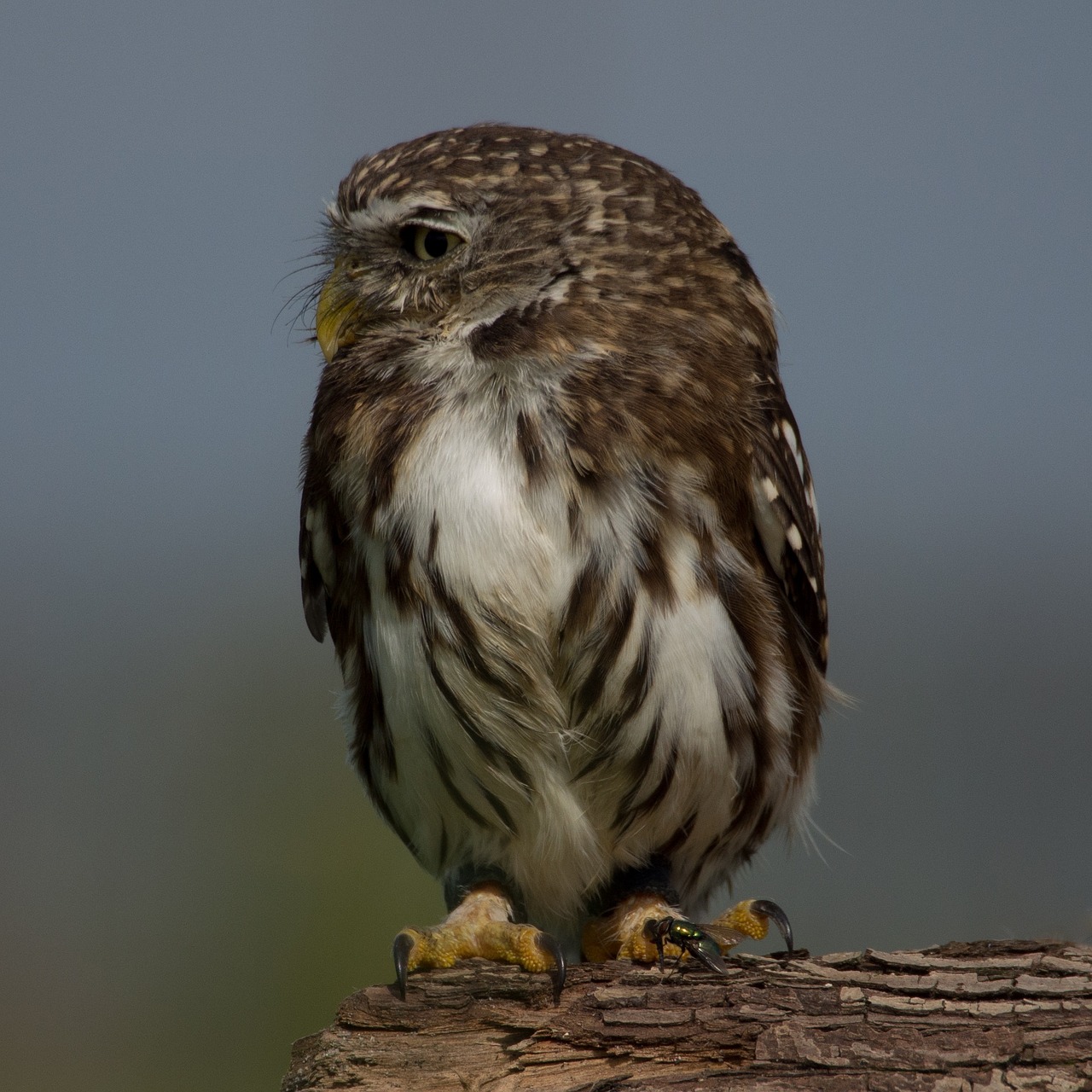 owl bird animal free photo