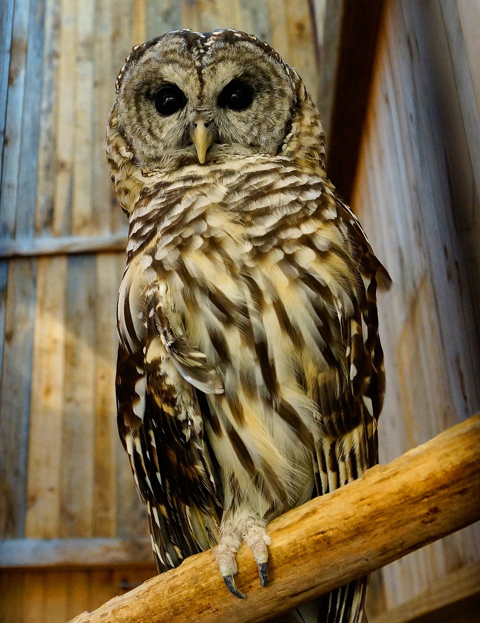 owl barn bird free photo