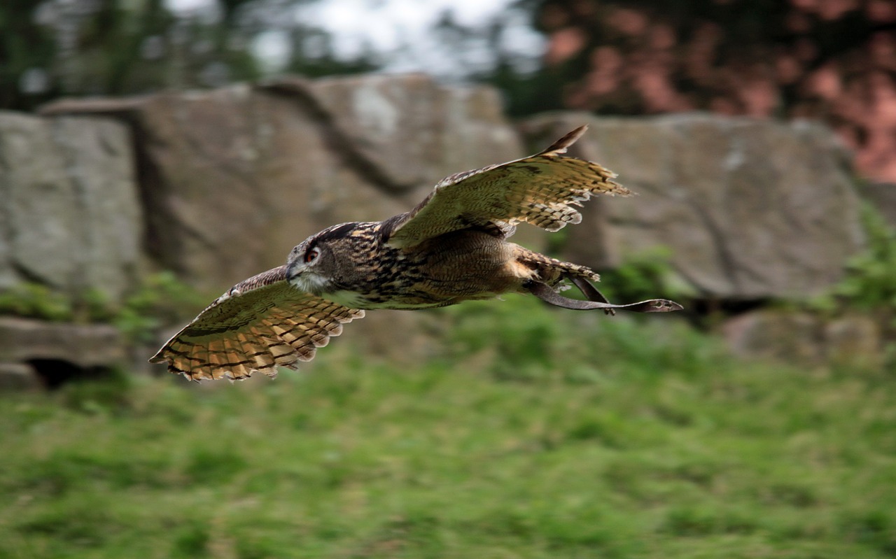 owl eagle owl flight free photo