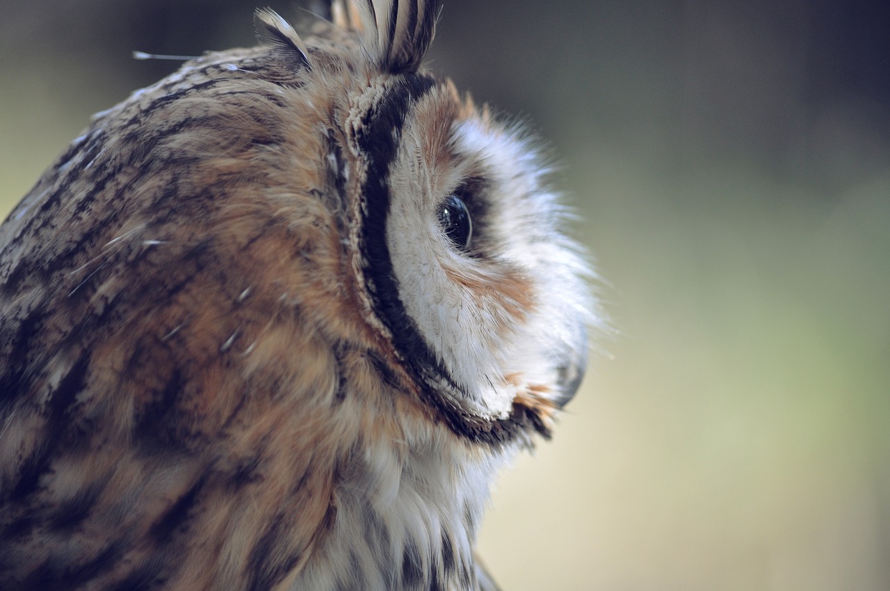 owl bird head free photo
