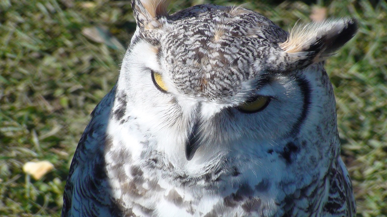 owl bird nature free photo