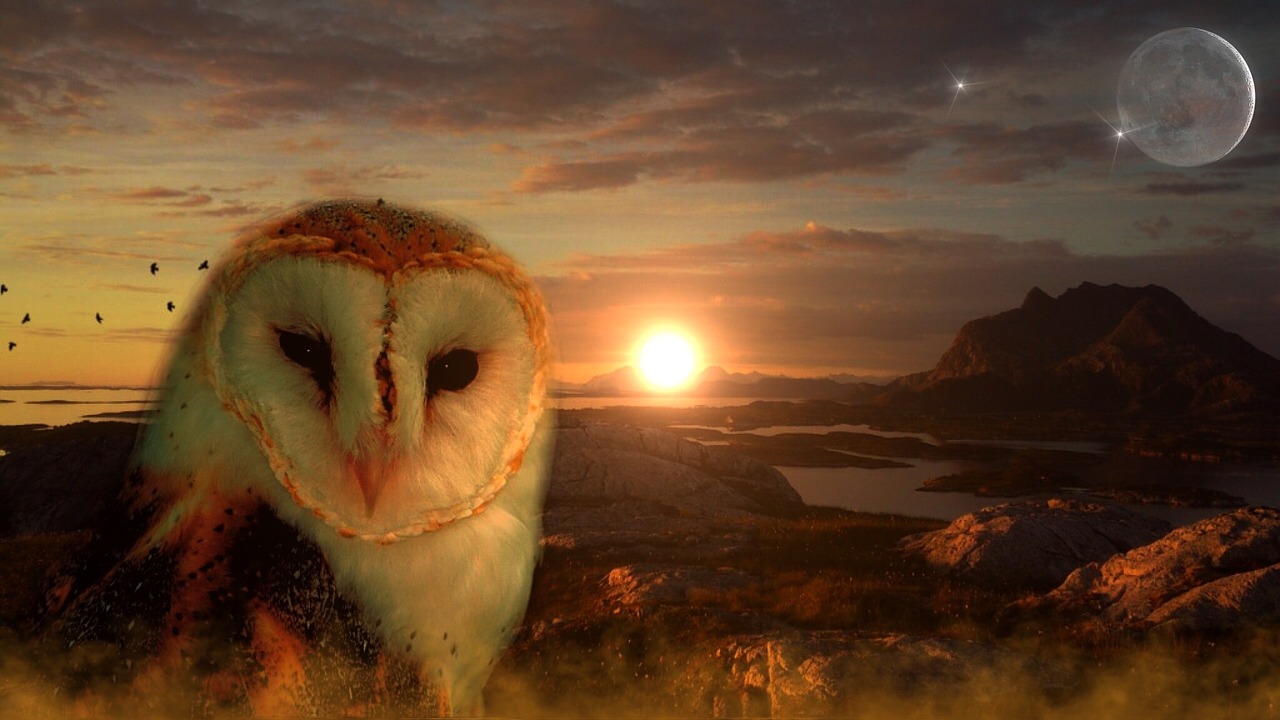 owl sun moon free photo