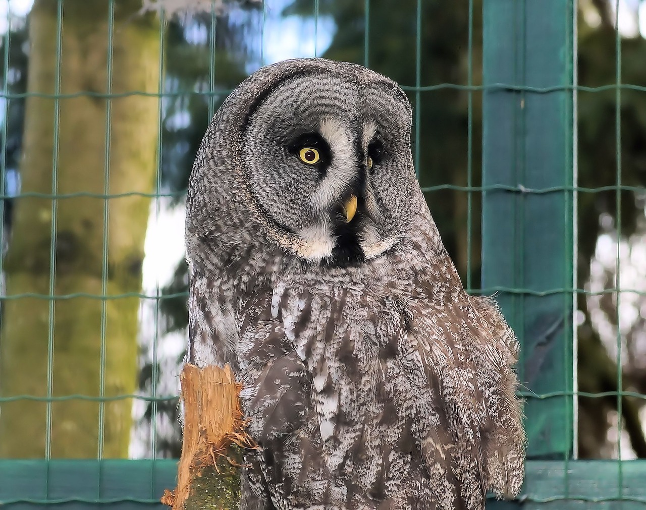 owl lapland bart owl free photo