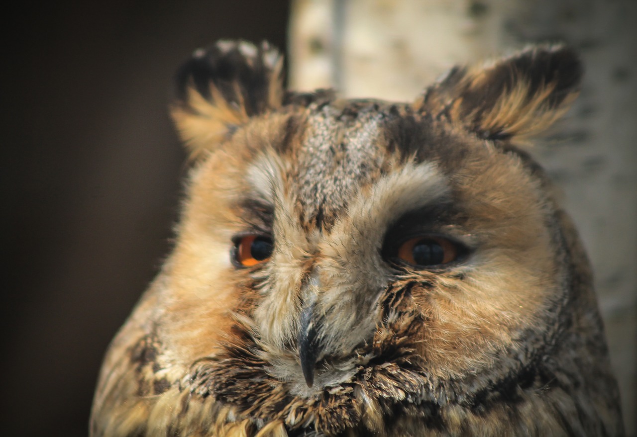 owl portrait animal free photo