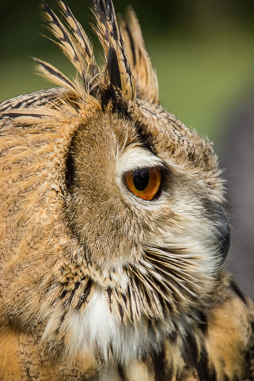 owl eurasian eagle owl owls free photo