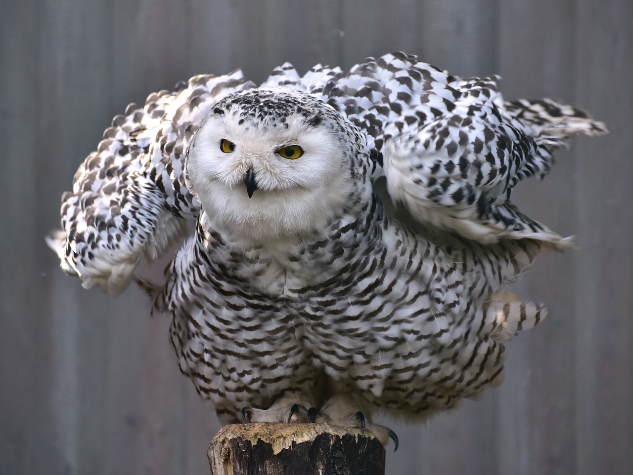 owl snowy owl bird free photo