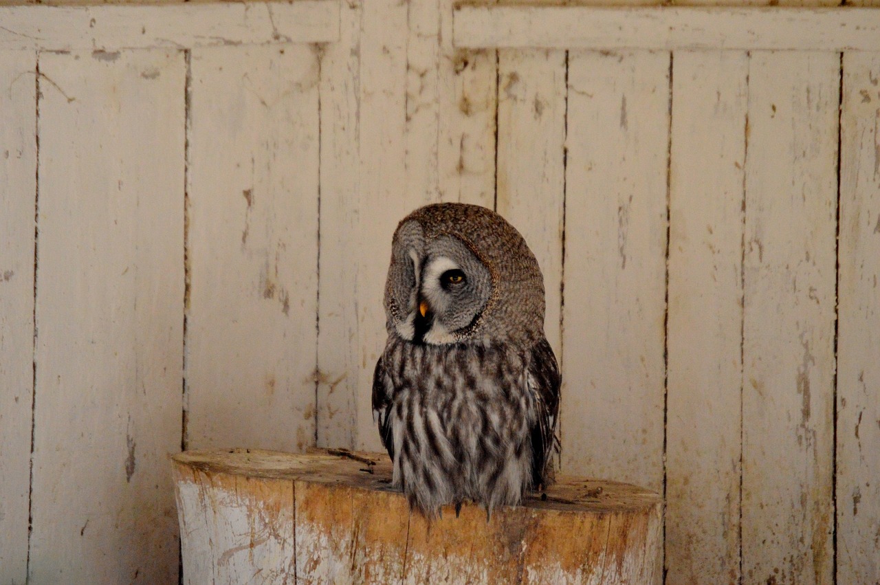 owl bird feather free photo