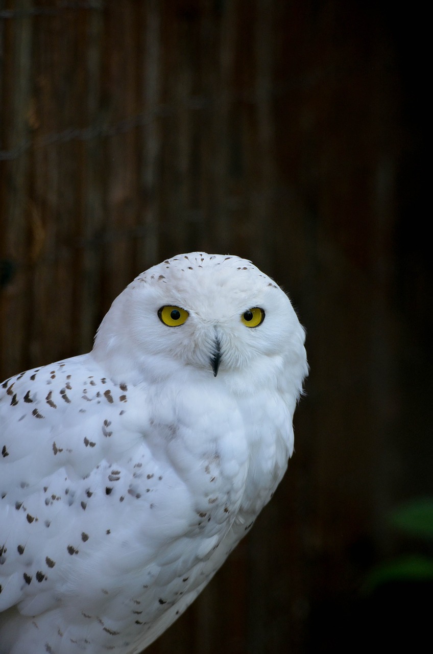 owl zoo portrait free photo