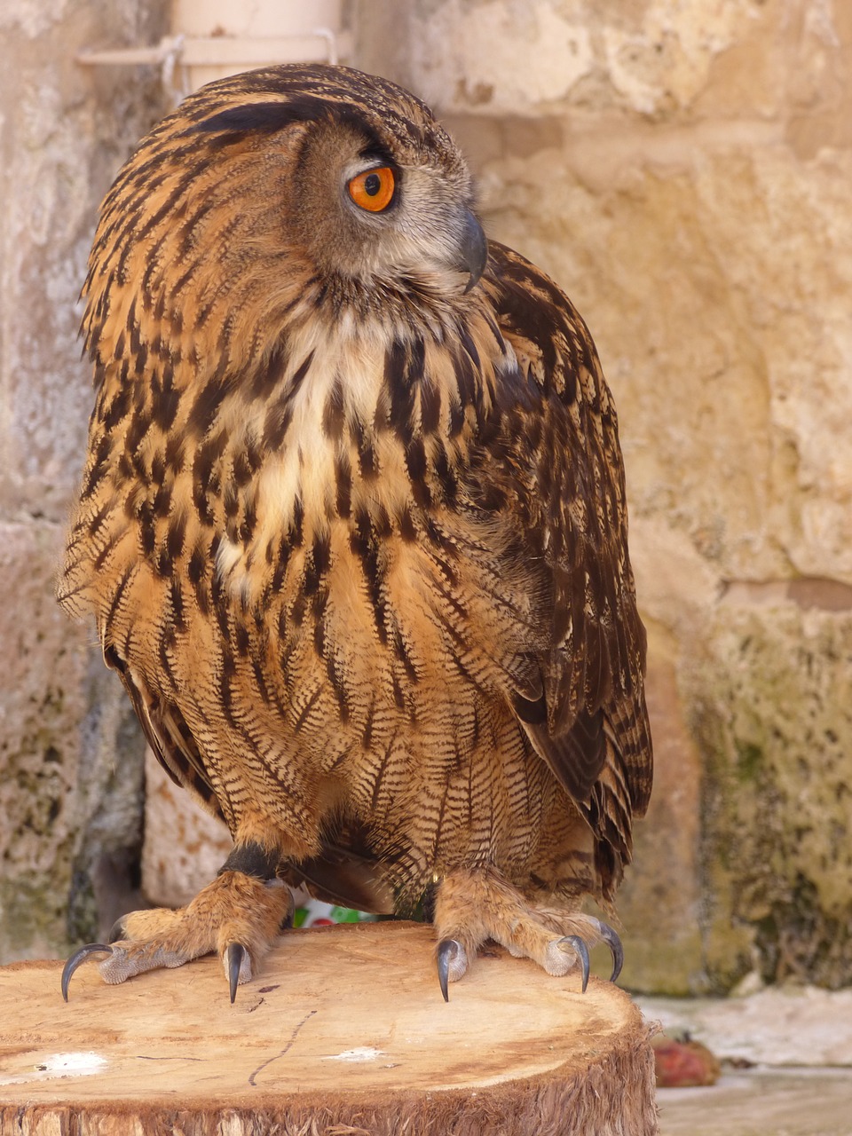 owl eagle bird free photo