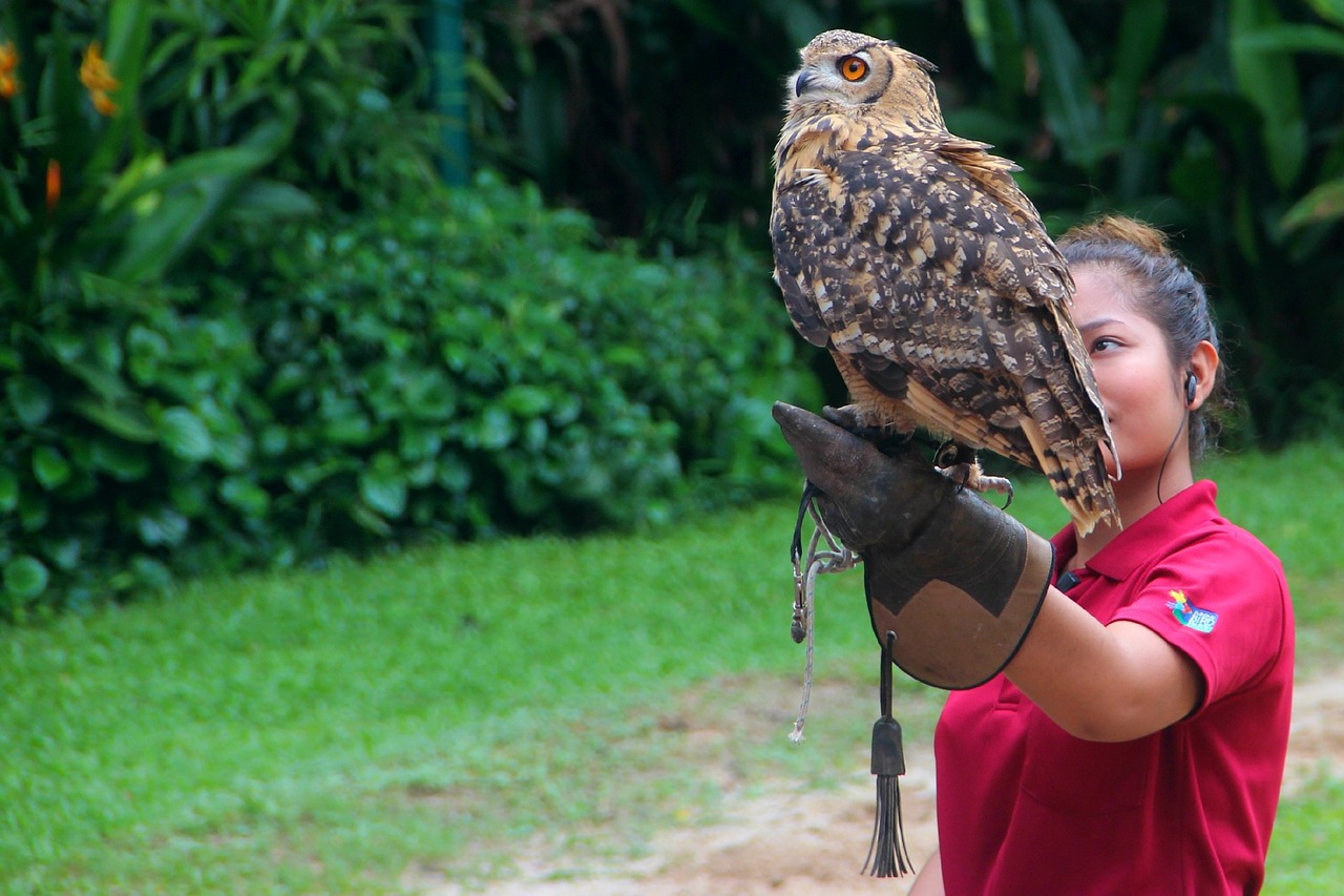 owl bird of prey girl free photo