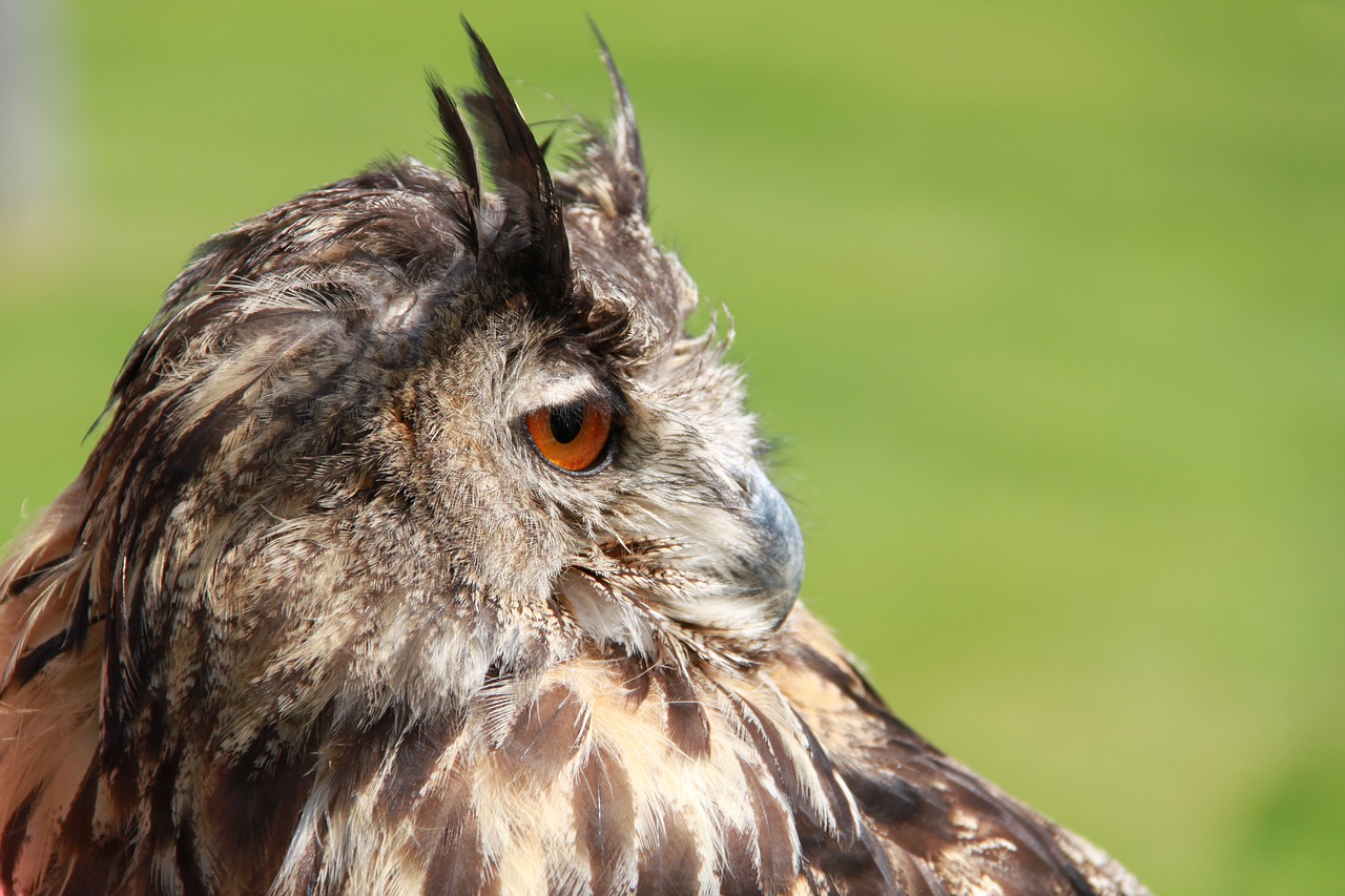 owl raptor bird of prey free photo