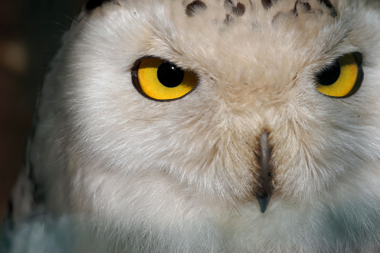 owl snowy owl female free photo