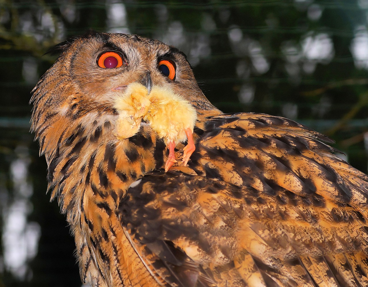 owl plumage forest free photo