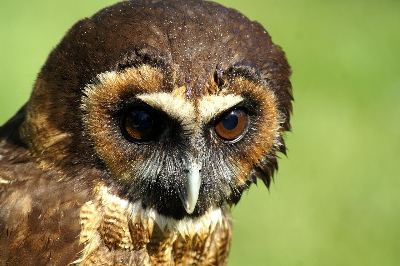 owl close bird free photo