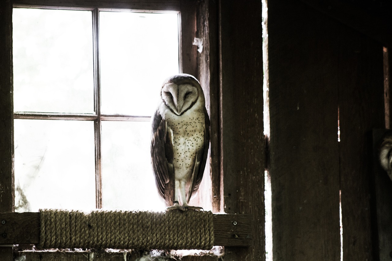 owl bird animal free photo