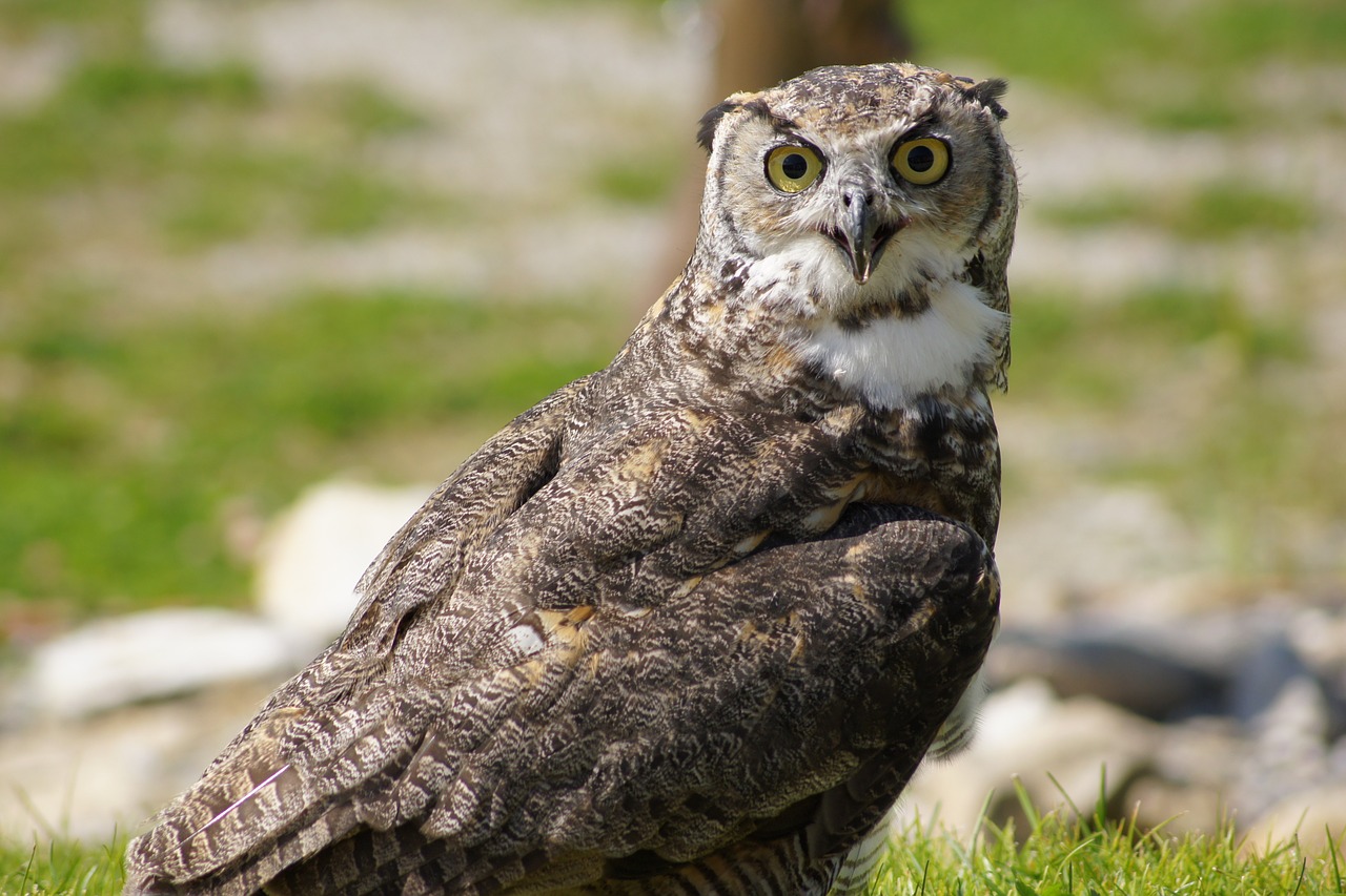 owl raptor bird free photo