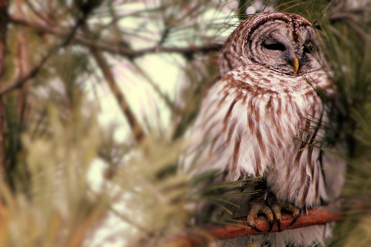 owl tree bird free photo