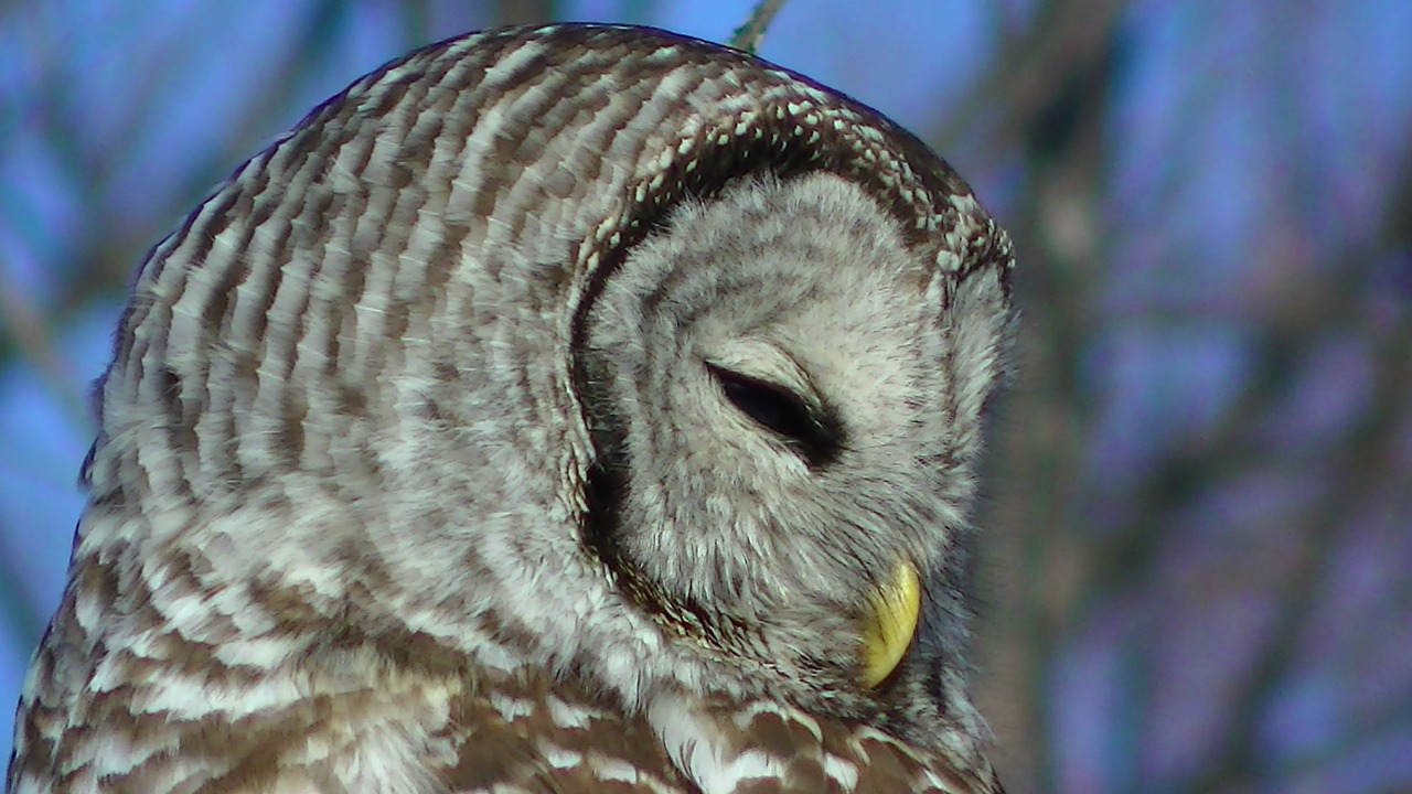 owl closeup nature free photo