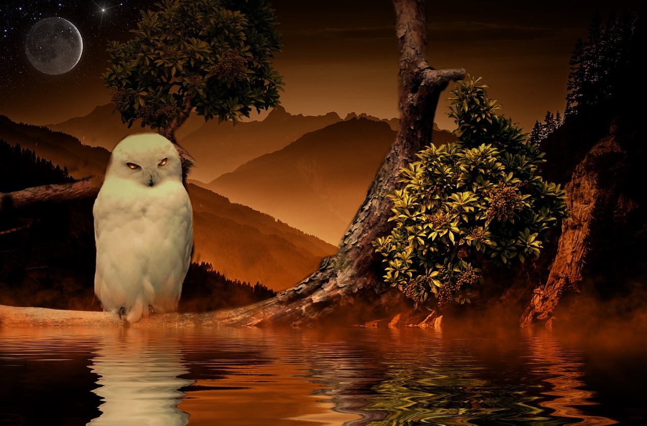 owl water bush free photo